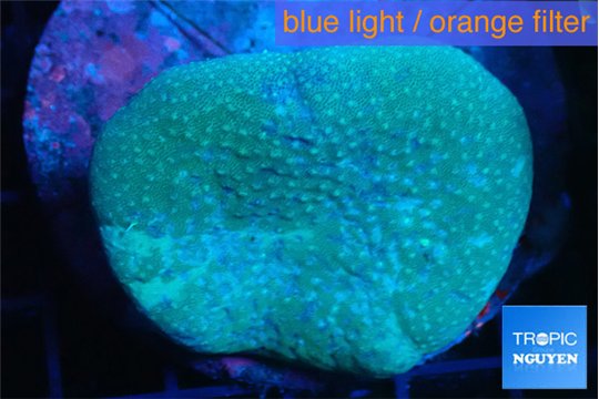 Sarcophyton long polyps 4-7 cm WYSIWYG acclimaté