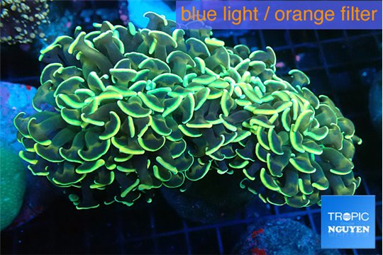 Euphyllia ancora gold 8-12 cm WYSIWYG acclimaté