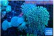 Sarcophyton multi body long white polyps 8-14 cm WYSIWYG acclimaté