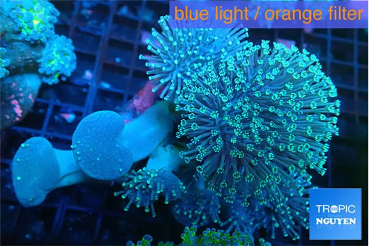 Sarcophyton multi body long white polyps 8-14 cm WYSIWYG acclimaté