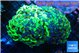 Euphyllia ancora reverse green gold purple 8-14 cm WYSIWYG acclimaté