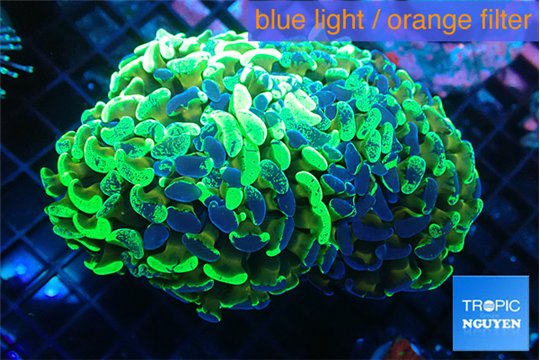 Euphyllia ancora reverse green gold purple 8-14 cm WYSIWYG acclimaté