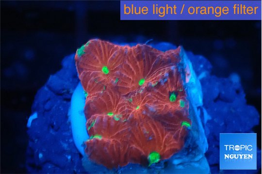 Favia red golden 1-2 cm WYSIWYG acclimaté