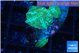 Discosoma green flame 3 polyps WYSIWYG acclimaté