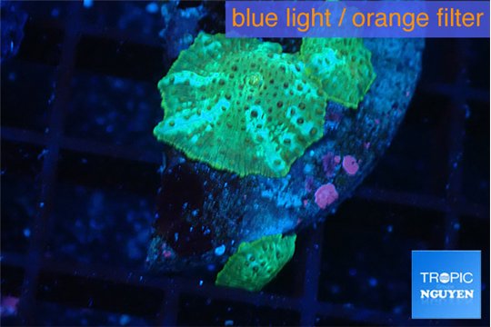 Discosoma green flame 3 polyps WYSIWYG acclimaté