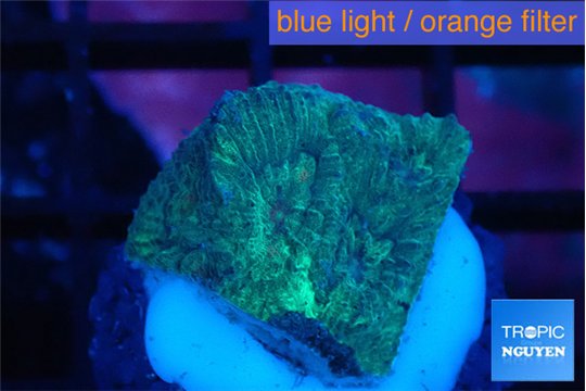 Favia green marble 1-2 cm WYSIWYG acclimaté