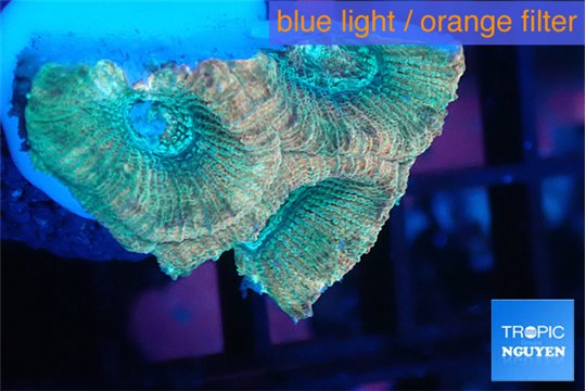 Favia rainbow 2-3 cm WYSIWYG acclimaté