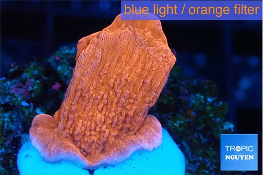 Montipora red cap 2-3 cm WYSIWYG acclimaté