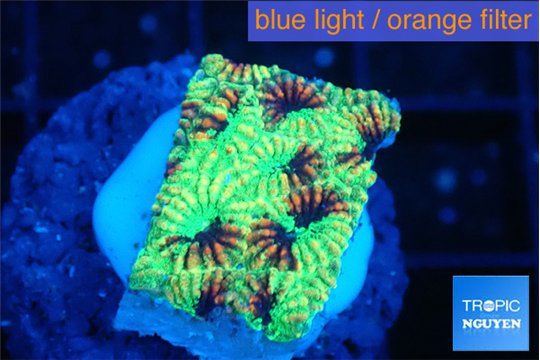 Favia reverse green 1-2 cm WYSIWYG acclimaté