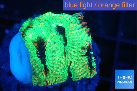 Favia reverse green 2-3 cm WYSIWYG acclimaté