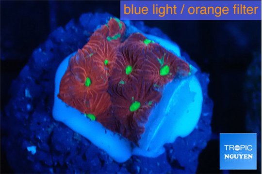 Favia red golden 1-2 cm WYSIWYG acclimaté