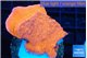 Montipora red cap 2-3 cm WYSIWYG acclimaté