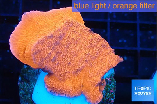 Montipora red cap 2-3 cm WYSIWYG acclimaté