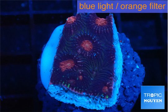 Favia monster purple 2-3 cm WYSIWYG acclimaté