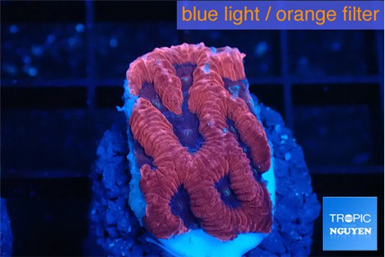 Favia red purple 2-3 cm WYSIWYG acclimaté