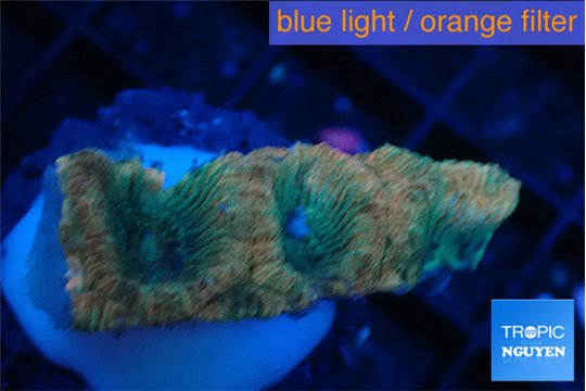 Favia rainbow 1-2 cm WYSIWYG acclimaté