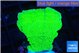 Montipora green cap 2-3 cm WYSIWYG acclimaté