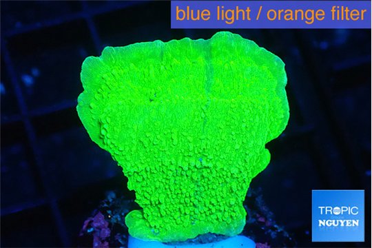 Montipora green cap 2-3 cm WYSIWYG acclimaté
