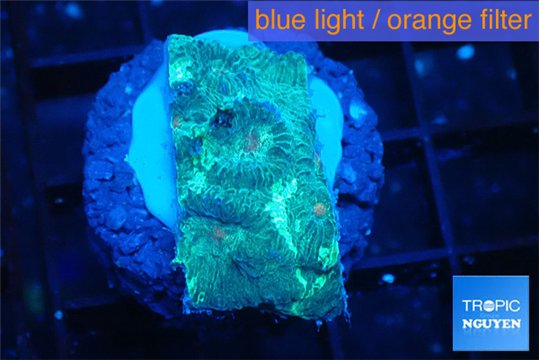 Favia green 2-4 cm WYSIWYG acclimaté