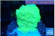 Montipora green cap 1-2 cm WYSIWYG acclimaté