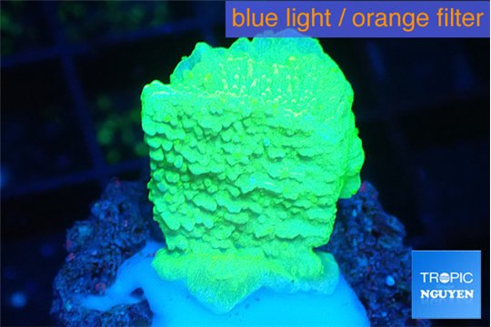 Montipora green cap 1-2 cm WYSIWYG acclimaté