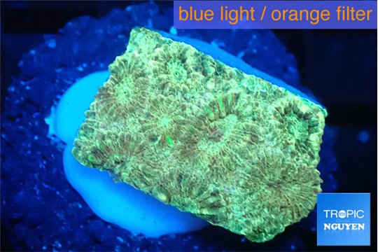 Favia sunset 2-3 cm WYSIWYG acclimaté