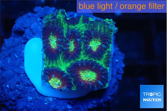 Favia snake skin 2-3 cm WYSIWYG acclimaté