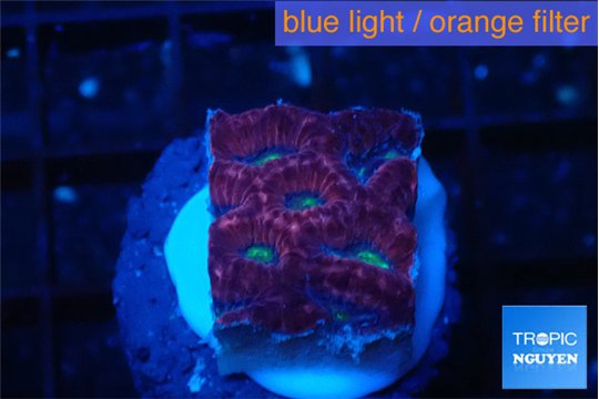 Favia red purple 1-2 cm WYSIWYG acclimaté