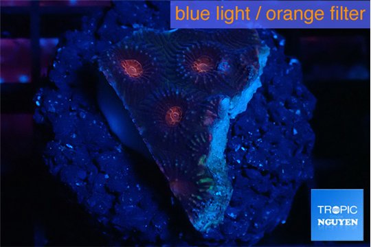 Favia monster purple 2-3 cm WYSIWYG acclimaté