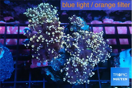 Euphyllia paradivisa orange 4-8 cm WYSIWYG acclimaté