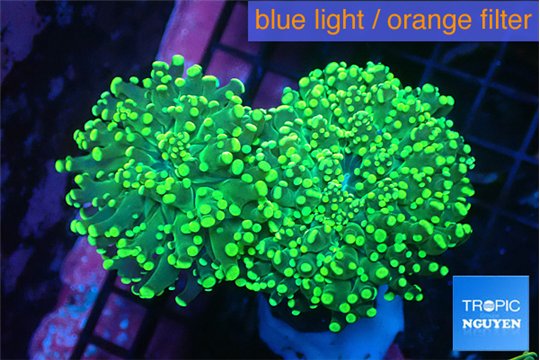 Euphyllia paradivisa green 6-11 cm WYSIWYG acclimaté