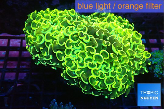 Euphyllia ancora gold 8-12 cm WYSIWYG acclimaté