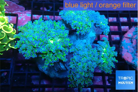 Euphyllia paradivisa green purple 8-14 cm WYSIWYG acclimaté