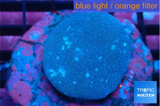 Sarcophyton long polyps 4-7 cm WYSIWYG acclimaté