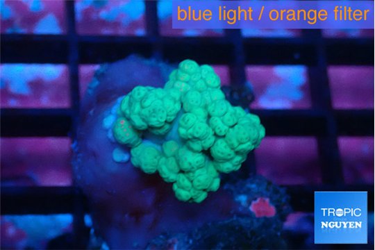 Dendronephtya pink 3-5 cm WYSIWYG acclimaté