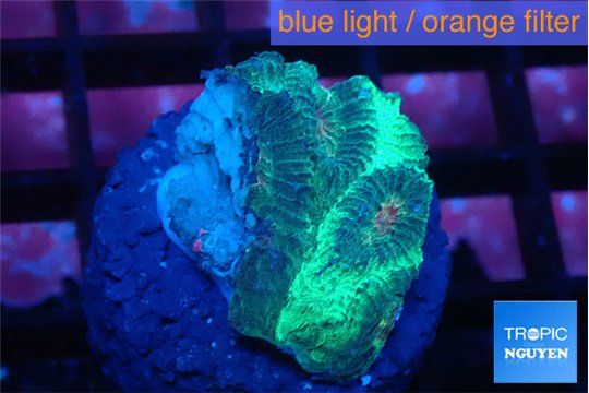 Favia green orange 1-2 cm WYSIWYG acclimaté