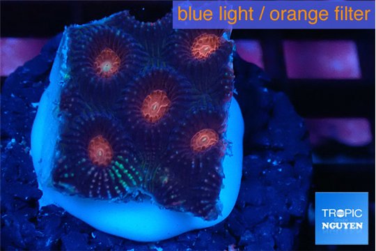 Favia monster purple 2-3 cm WYSIWYG acclimaté