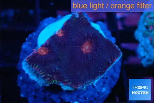 Favia monster purple 2-3 cm WYSIWYG acclimaté