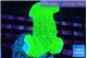 Montipora green cap 2-3 cm WYSIWYG acclimaté