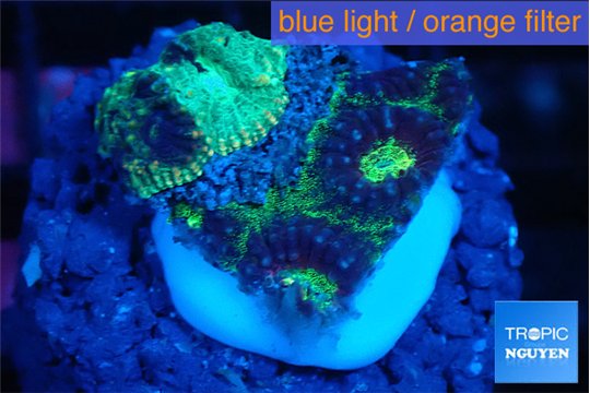 Favia snake skin 2-3 cm WYSIWYG acclimaté