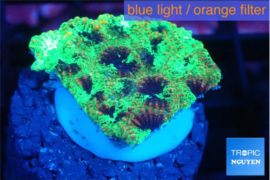 Favia reverse green 2-3 cm WYSIWYG acclimaté