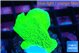 Montipora green cap 1-2 cm WYSIWYG acclimaté