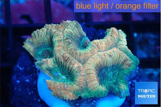 Favia rainbow 2-3 cm WYSIWYG acclimaté