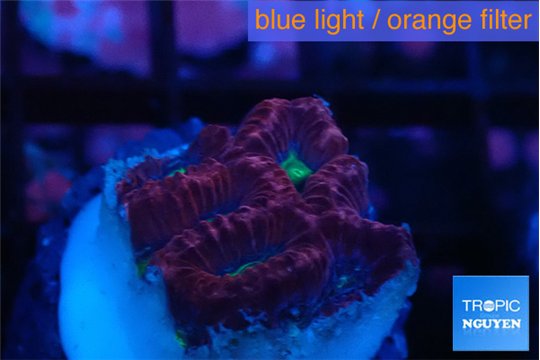 Favia red purple 1 cm WYSIWYG acclimaté