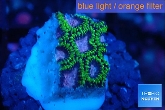 Favia space monkey 1-2 cm WYSIWYG acclimaté