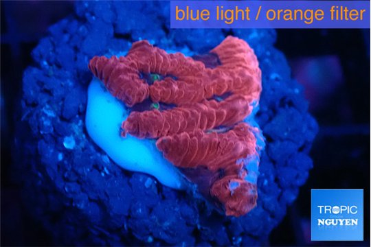 Favia red purple 1-2 cm WYSIWYG acclimaté