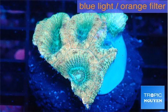 Favia rainbow 2-3 cm WYSIWYG acclimaté