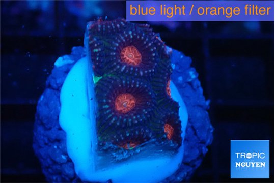 Favia monster purple 2-3 cm WYSIWYG acclimaté