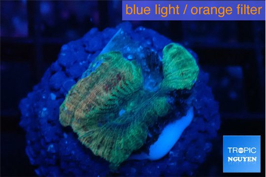 Favia rainbow 1-2 cm WYSIWYG acclimaté