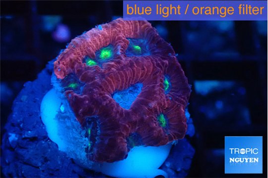 Favia red purple 1-2 cm WYSIWYG acclimaté